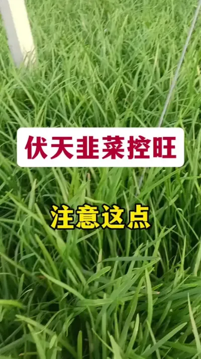 伏天韭菜控旺，注意这点。#韭菜管理 #韭菜控旺 #韭菜种植 #韭菜种植技术 #韭菜干尖黄叶