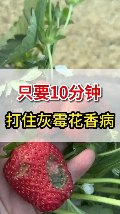 教你一招，快速打住草莓灰霉病#三农 #灰霉病