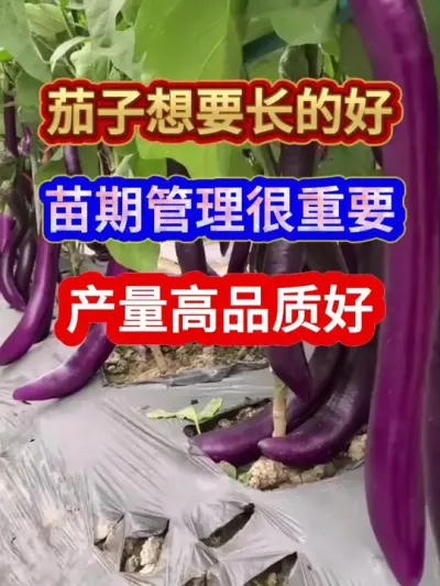 茄子想要长的好苗期管理很重要产量高品质好 #茄子种植 #农业种植 #种植小技巧 #服务三农支持三农 #分享农业知识帮农民增产增收