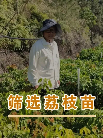 有些荔枝苗长得不好看的也可以扔掉了#广西灵山荔枝果苗#农业创业#抖音新农人计划2025#吕老师种果苗