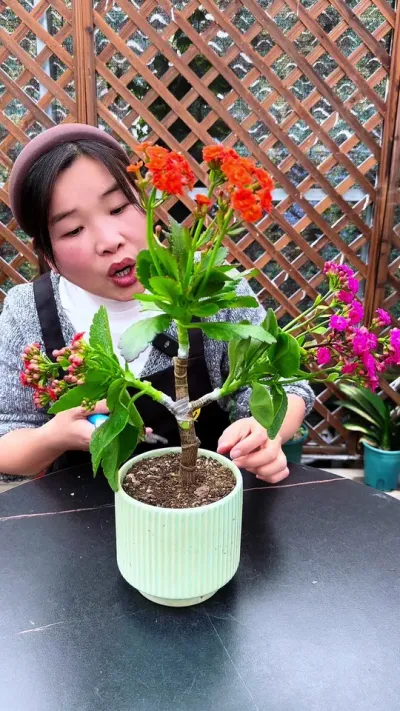 五颜六色的长寿花不用买，在家就可以自己嫁接#种植小技巧 #花卉绿植 #扦插