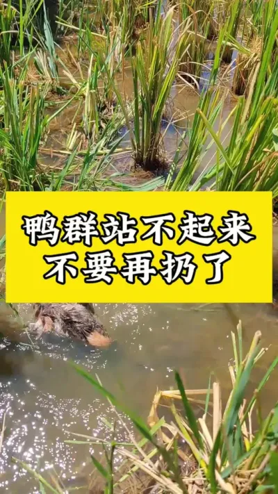 鸭群这样不要扔了#养鸭人 #番鸭 #肉鸭养殖 #禽病技术指导 #养鸭