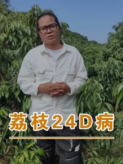 这种荔枝叶子卷缩的问题有可能是24D打多了#广西灵山荔枝果苗#农业创业#抖音新农人计划2024#吕老师种果苗