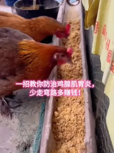 一招叫你防鸡腺肌胃焱#养鸡小妙招 #养鸡助手 #养鸡知识 #科学养鸡#养鸡