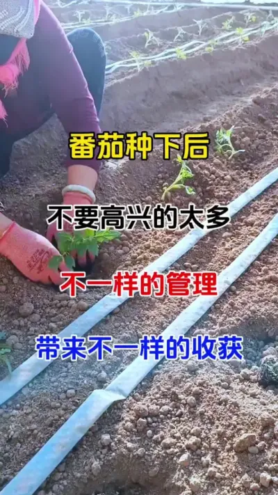 同样种番茄，有人亩产一万斤，有人亩产三万斤，区别究竟在哪？#西红柿种植 #病害防治 #农业种植 #番茄种植