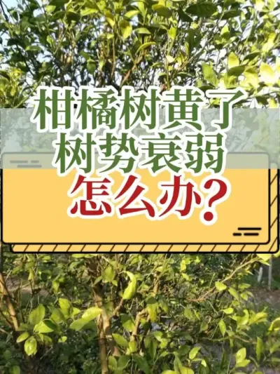 柑橘树黄了、树势衰弱，怎么办？ #柑橘种植 #黄化 #黑根 #土壤酸化 #新农人计划2025