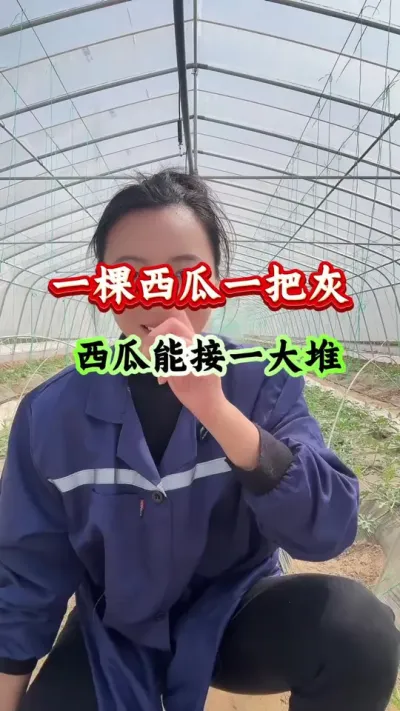 西瓜种植 一棵西瓜一把灰西瓜能接一大堆#西瓜种植#西瓜管理#西瓜高产 #西瓜病害