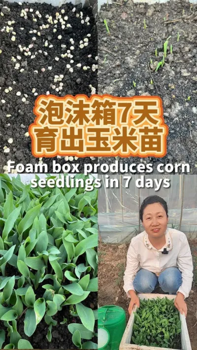 玉米种子你是选择直接播吗？ 我选择用泡沫箱育苗，7天就出齐了可以栽了，比直播出得快#阳台种菜 #玉米种植 #育苗 #种植小技巧 #我爱种菜