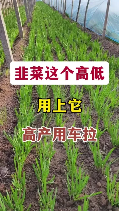 韭菜这个高度用上它，高产用车拉。#韭菜变粗的秘诀 #韭菜种植 #韭菜管理 #韭菜种植方法 #韭菜施什么肥根粗