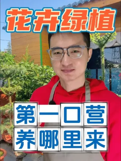 春天花卉绿植复苏的第一口营养，从哪里来?#养花 #花卉绿植 #羊粪有机肥