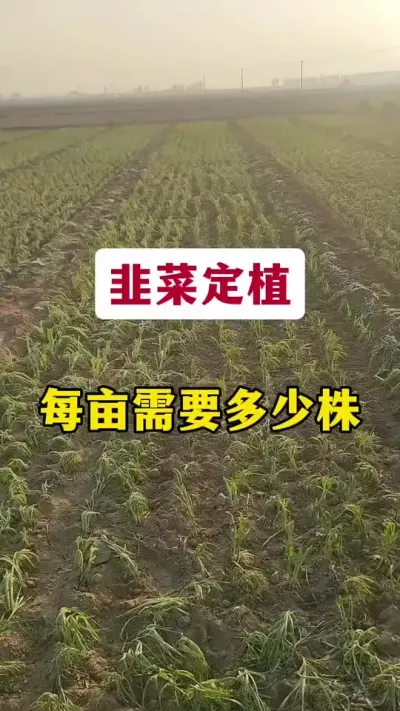 韭菜定植，每亩需要多少株。#韭菜种植方法 #种韭菜 #韭菜管理 #韭菜高产 #韭菜种植