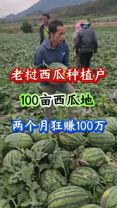 西瓜种植 老挝西瓜种植户100亩西瓜地两个狂赚100万#西瓜种植#西瓜管理#早春西瓜#病害防治