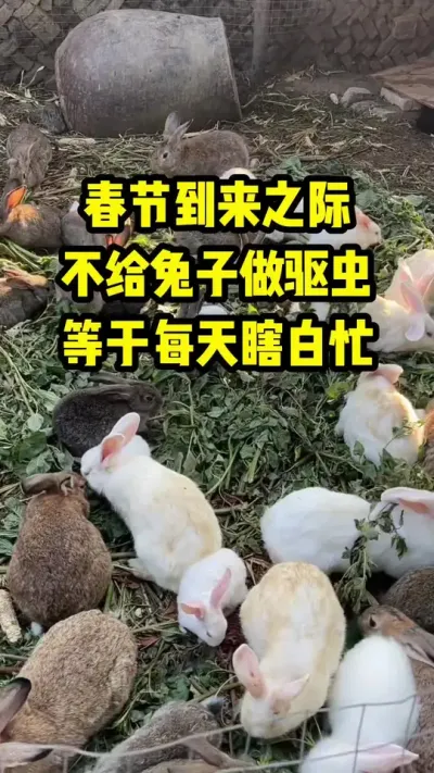 春节到来之际，不给兔子做驱虫，等于每天瞎白忙 #三农#养殖#兔子#养兔人