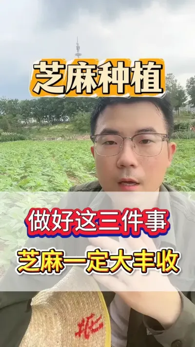 这种芝麻啊，这三件事如果你能做好，那你一定今天一定能大丰收！ #芝麻 #芝麻种植 #芝麻种植技术 #农业种植