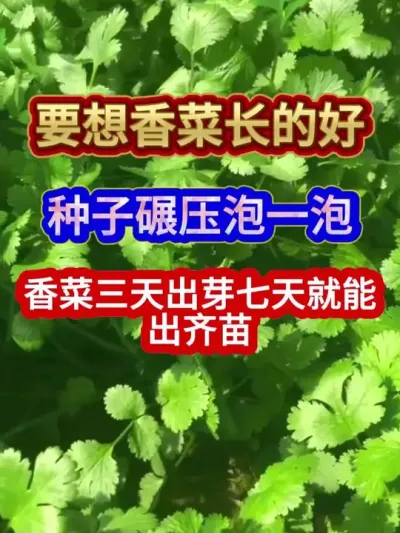 要想香菜长的好种子碾压泡一泡香菜三天出芽七天就能出齐苗 #香菜种植 #农业种植 #蔬菜种植 #三农 #分享农业知识帮农民增产增收