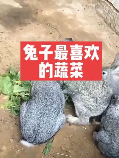 兔子最喜欢吃的蔬菜，你知道吗？ #兔子#养殖#三农#养兔人