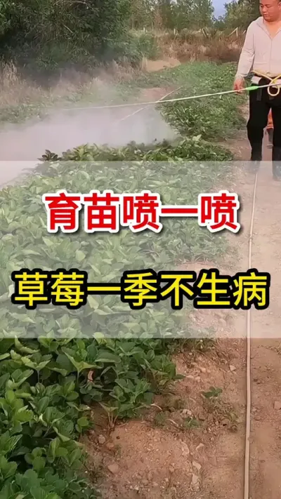 草莓育苗喷一喷，苗子全年不生病#育苗#三农