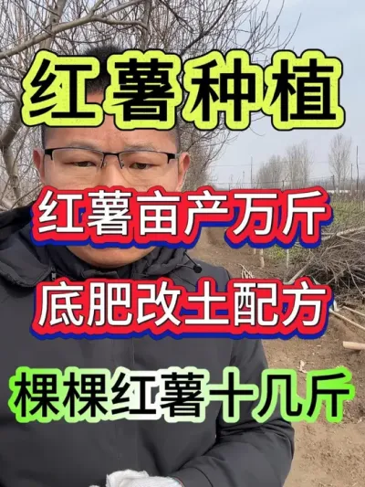 红薯亩产万斤底肥改土配方 #红薯种植 #种红薯 #红薯 #红薯高产 #红薯种植技术