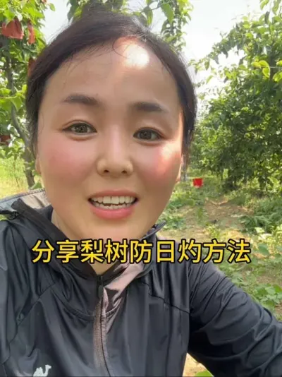防日灼叶片 俺家今天梨树就可以套完袋子了，分享一个皮膜保护剂可以防晒伤日灼、细化果点，果面好看#分享农业知识帮农民增产增收 #农业种植