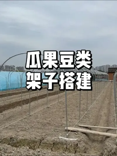 种瓜果豆角架子怎么搭，哪种最合适 #农业种植 #种植 #种菜 #三农