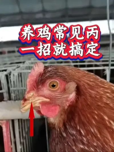 养鸡常见问题，一招就搞定，养鸡要收藏#养鸡#科学养鸡#养鸡技术#农村散养土鸡#鸡病防治