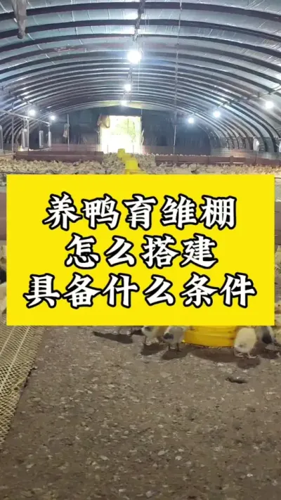 养鸭育雏怎么搭建，具体什么条件#肉鸭养殖 #禽病技术指导 #养鸭人 #养殖技术交流 #养鸭