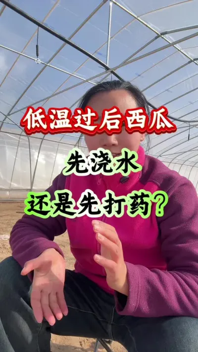 西瓜种植 低温过后西瓜是先浇水好还是先打药好#西瓜种植 #西瓜管理 #病害防治 #西瓜高产