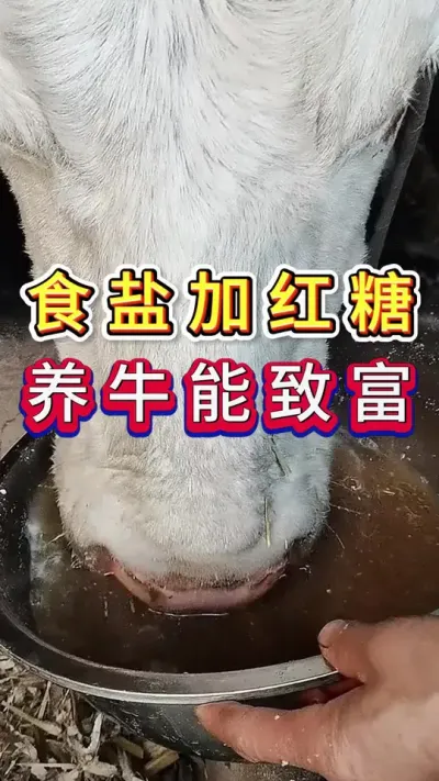 食盐加红糖养牛能致富#养牛人#三农#养牛#养殖
