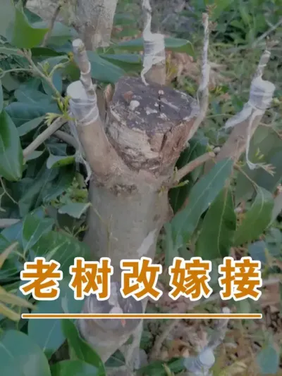 2000棵荔枝老树换种嫁接#广西灵山荔枝果苗#农业创业#抖音新农人计划2025#吕老师种果苗