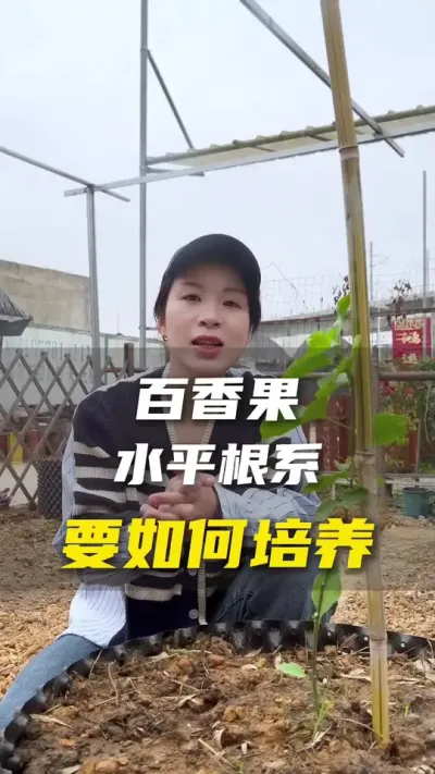 如何培养百香果发达（立体）的根群之水平根篇。#百香果 #农业种植 #抖音助农