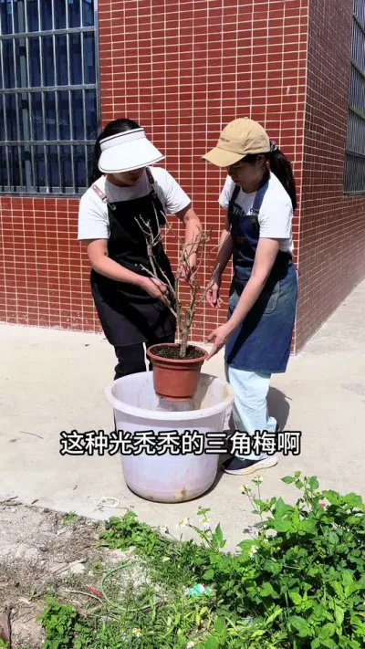 四月份三角梅还没长新芽，不要急着用，教你一招新芽乖乖冒 #三角梅#花卉绿植 #爱生活爱养花
