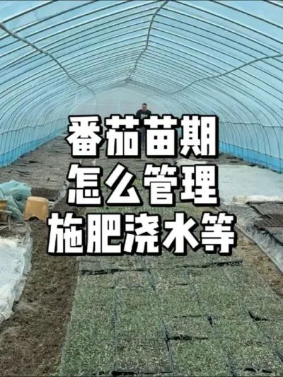 番茄小苗怎么管理，施肥浇水要注意什么 #农业种植 #种植 #三农 #种菜