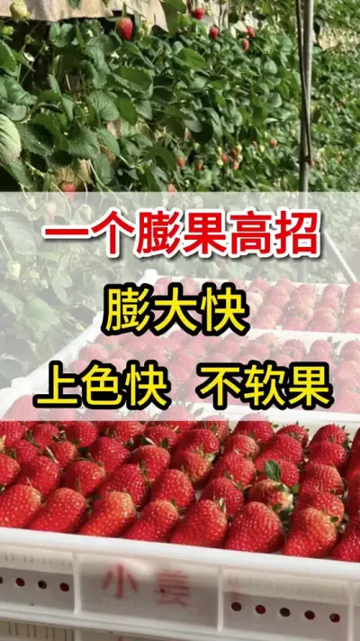 草莓膨大增产增收高产，就用它#三农#花芽分化