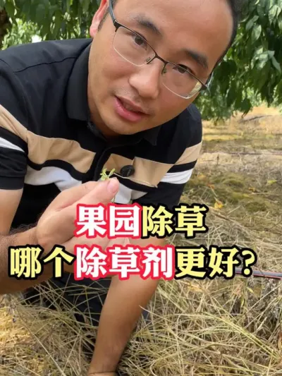 果园除草到底哪个比较好？如何让草铵膦效果更久？ #除草剂 #果园除草 #草甘膦 #草铵膦 #除草