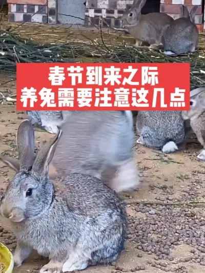春节到来之际，养兔需要注意这几点 #兔子#养殖#三农#养兔人