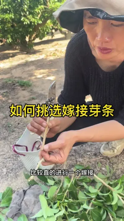 如何挑选嫁接芽条#嫁接技术 #2024新农人计划 #dou来广东百千万 #抖音创作季