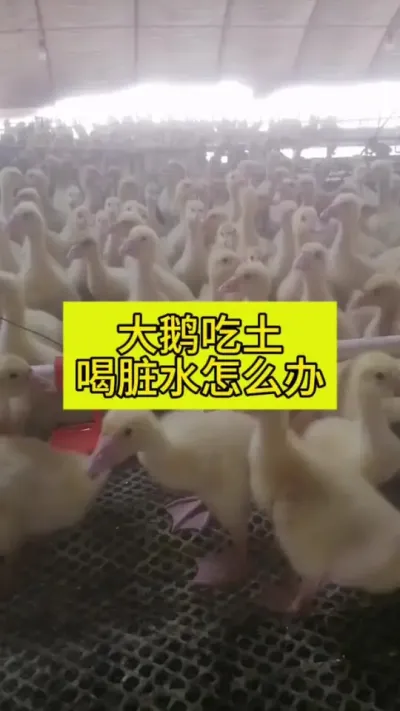 #养鹅人 #养鹅技术分享 #禽病防治 #养殖 #肉鹅养殖