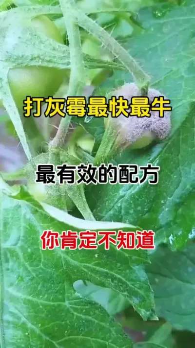 你还在为打不住灰霉而烦恼吗，最快最有效的配方，它来了#灰霉病 #番茄灰霉病 #农业种植