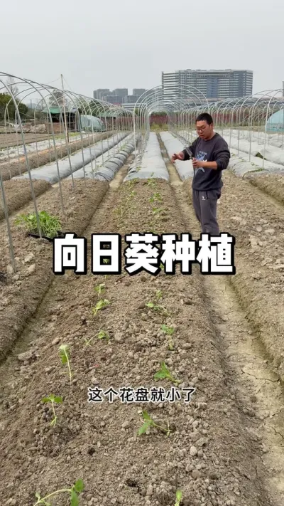向日葵种植方法，观赏和吃瓜子种植区别 