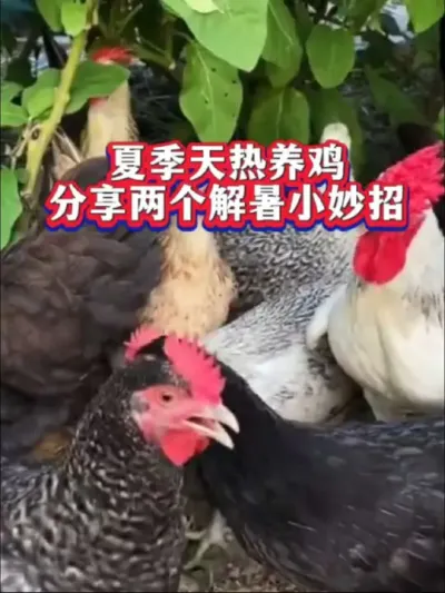 夏天养鸡两个解暑小妙招#养鸡#农村养鸡#夏天养鸡#鸡中暑#养鸡小妙招