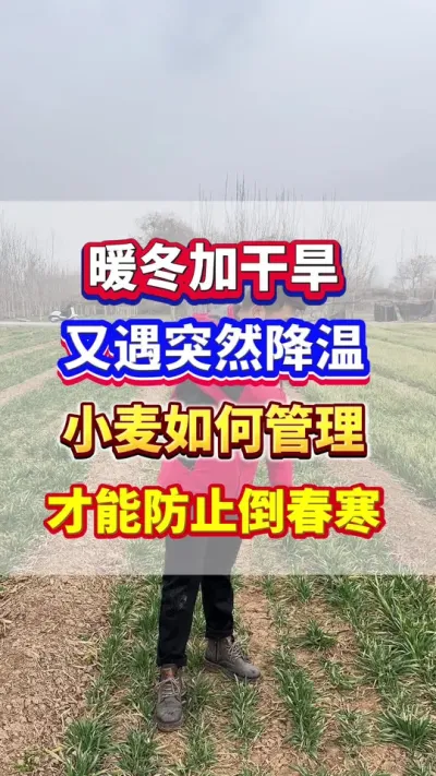 暖冬加干旱又突然降温，小麦如何管理才能防止倒春寒？#小麦种植  #小麦高产  #小麦施肥  #小麦种植管理技术 #服务三农支持三农