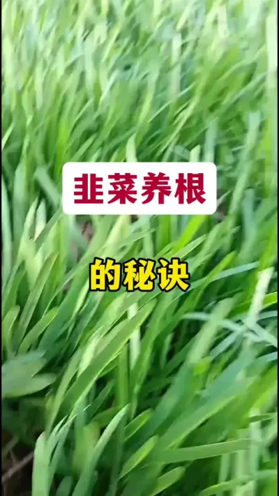 韭菜养根的秘诀。#韭菜种植 #韭菜养根 #韭菜养根小技巧#韭菜管理 #韭菜种植方法