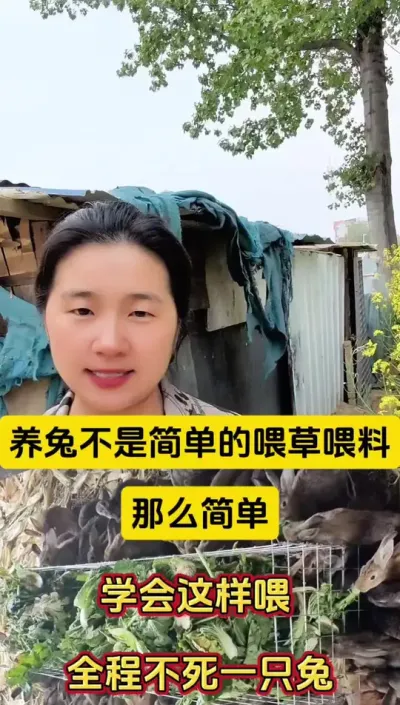 养兔不是简单的喂料喂草那么简单，养兔必做的一件事，做对远离兔丙#兔子 #养兔 #兔子养殖#肉兔养殖 #养兔人