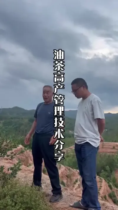 移栽一年的油茶，想要树势好，除了底肥，其他用肥也重要！ #油茶树 #油茶种植 #来抖音学农技 #田间地头实操干货 #春耕农技知识