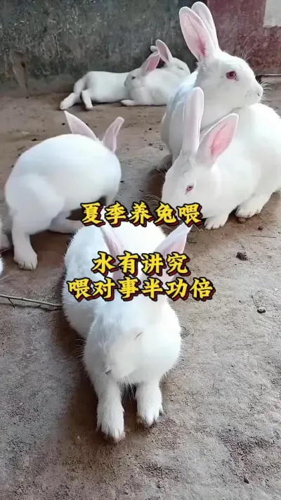 夏季养兔喂水有讲究，喂对了事半功倍#养兔人 #兔子 #肉兔养殖 #养兔技术分享