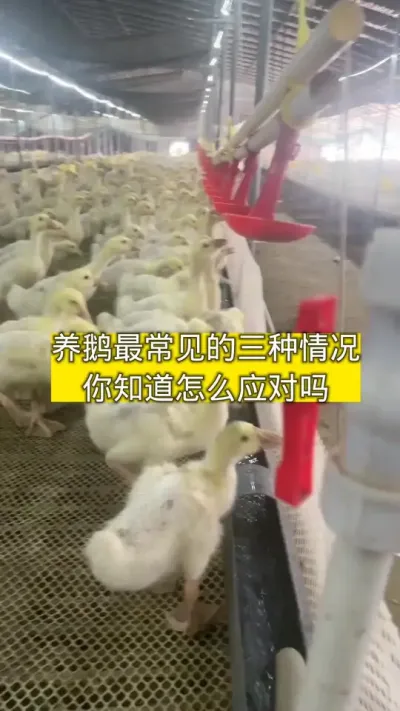 #养鹅人 #养鹅技术分享 #肉鹅养殖 #养鹅小妙招