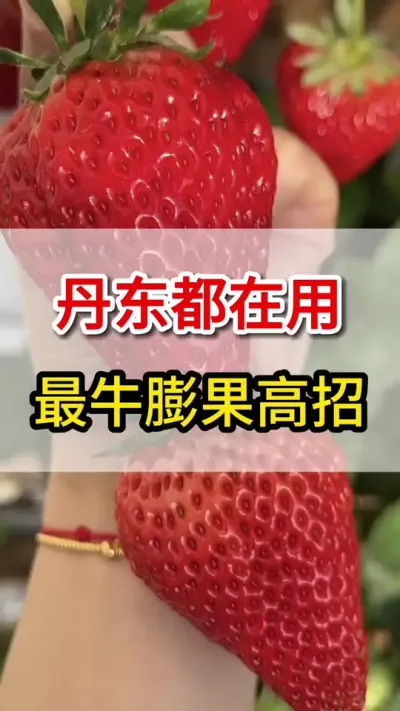 丹东都在用的草莓膨果高招#膨大上色增甜