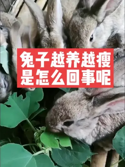 兔子越养越瘦，是怎么回事呢？ #三农#养殖#兔子#养兔子