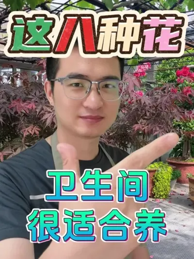 卫生间适合养哪些花？给大家推荐八种！ #养花  #卫生间养花  #花卉绿植
