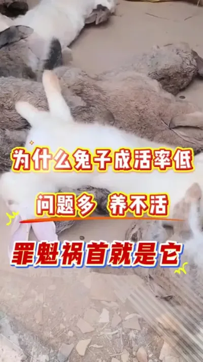 为什么兔子成活率，问题多，不好养，罪魁祸首就是它#科学养兔 #养兔 #肉兔养殖 #养兔子 #兔子养殖
